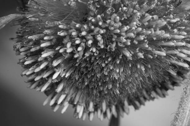 istock Macro shot of a dried flower head 961704686