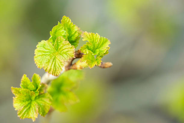 Young freshly blossoming leaves of black currant.
