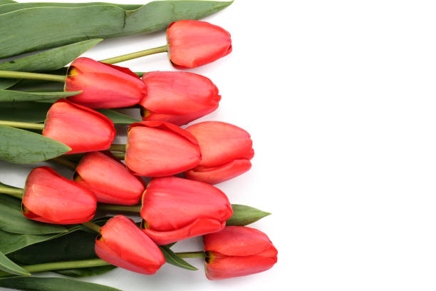 istock Beautiful red tulips on white background with copy space for text. Top view, flat lay 961709218