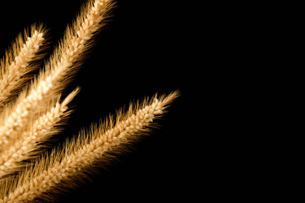 istock feather pennisetum or mission grass or poaceae isolated on black background 961709248