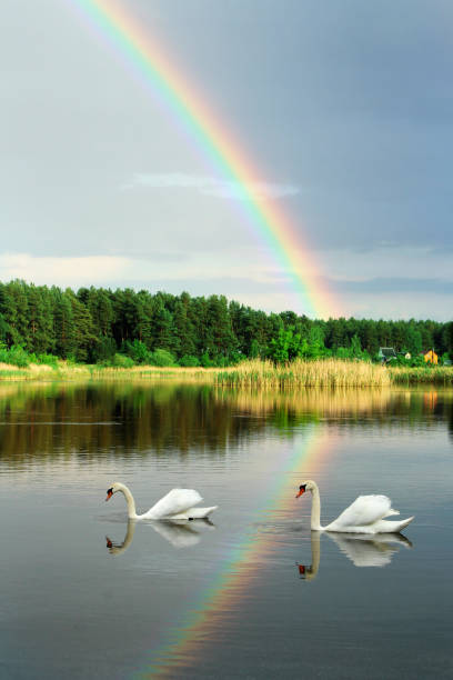 istock White swans on the lake after the rain 961710576