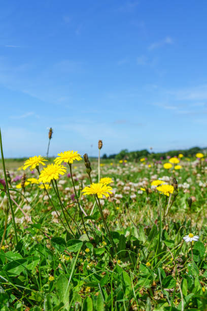 istock Yellow dandelion flowers 961710700