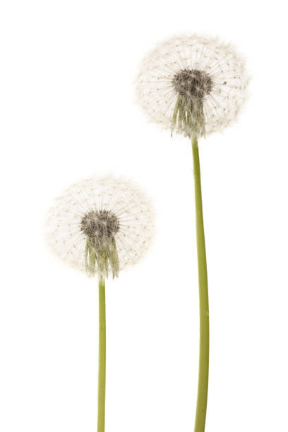 istock Old dandelion isolated on white background closeup 961710786