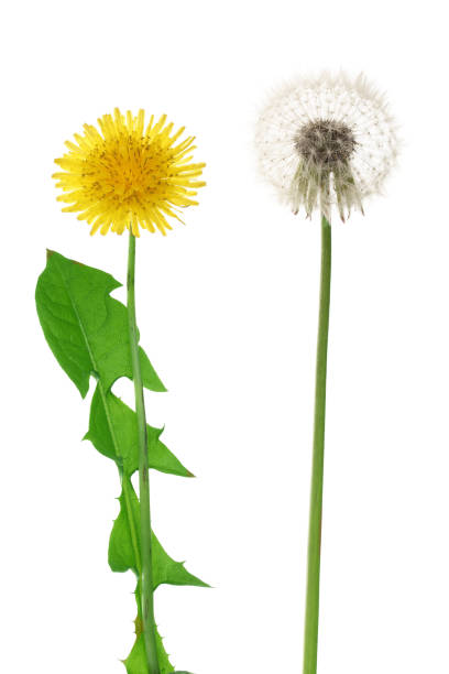 istock Two dandelion isolated on white background closeup 961710788