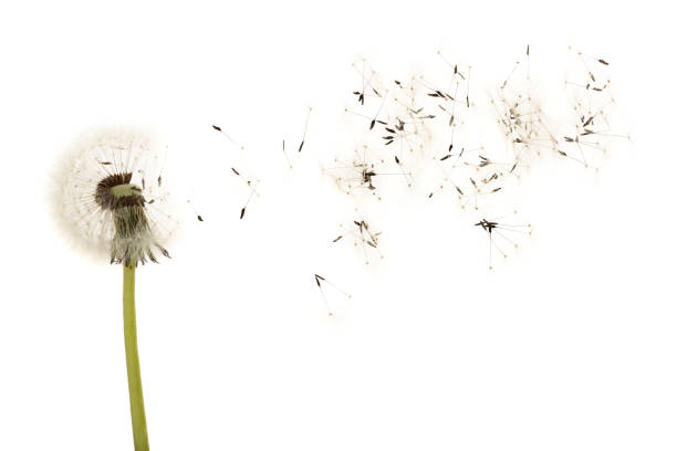istock Old dandelion isolated on white background closeup 961710810