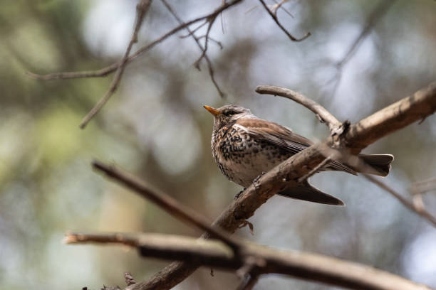 istock Fieldfare on a branch of a pine 961714886
