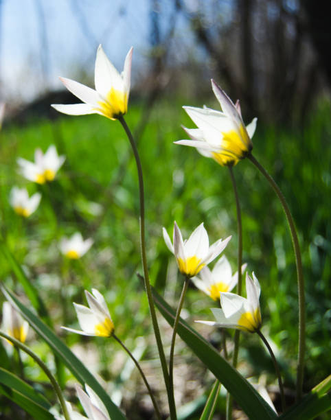 Wild tulips in a grass Wild tulips in a grass tulipa tarda stock pictures, royalty-free photos & images