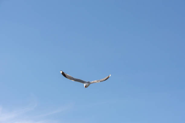 istock gull in fly at Lofoten 961715720