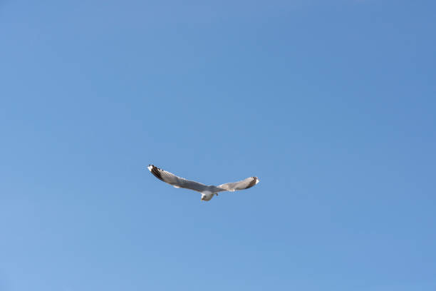 istock gull in fly at Lofoten 961715740