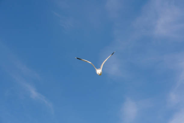 istock gull in fly at Lofoten 961715750