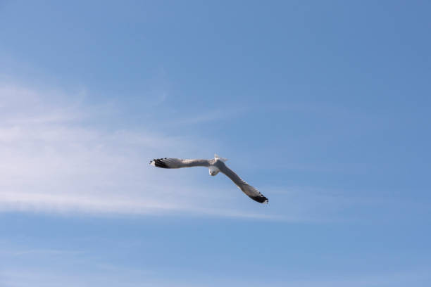 istock gull in fly at Lofoten 961715846