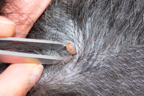 istock Removing a tick from a dog with fur 961718122