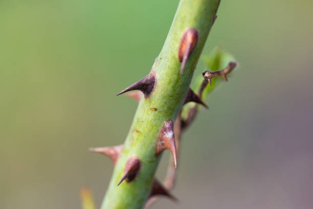 The prickle of rose
