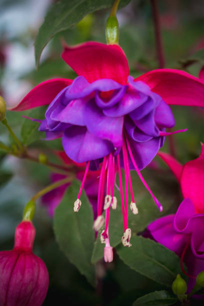 istock Bi- color Fuchsia 961718440