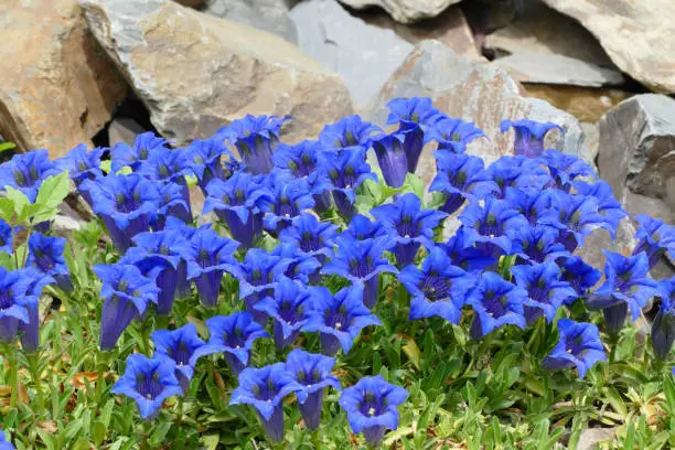 blue gentians