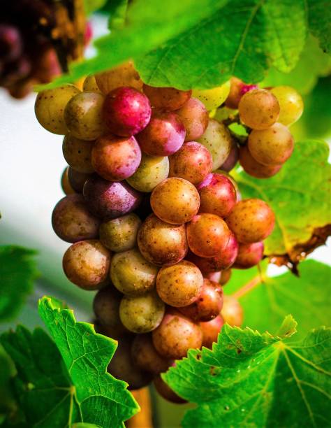 Grape