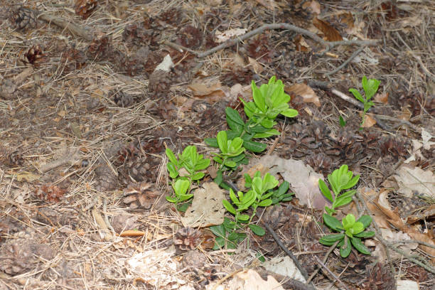 istock tiny wild european cranberry shrub 961720728