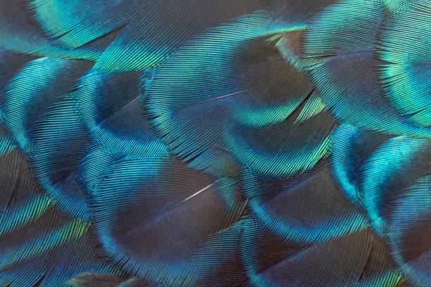 istock The beauty of peacock feathers. 961721052