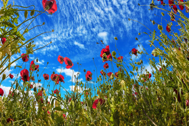 istock The wildflowers - red anemones 961721118