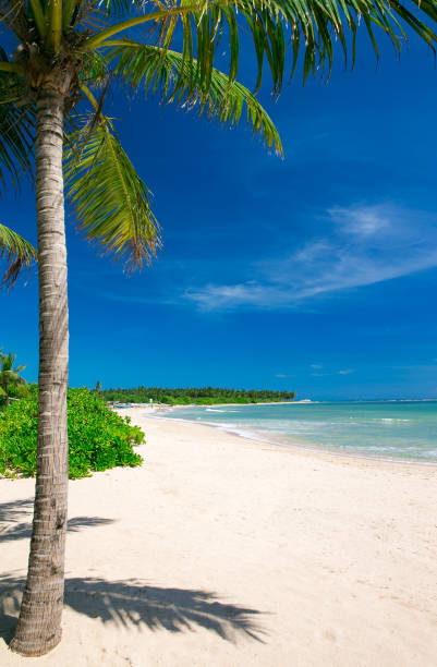 istock beach and tropical sea 961721766