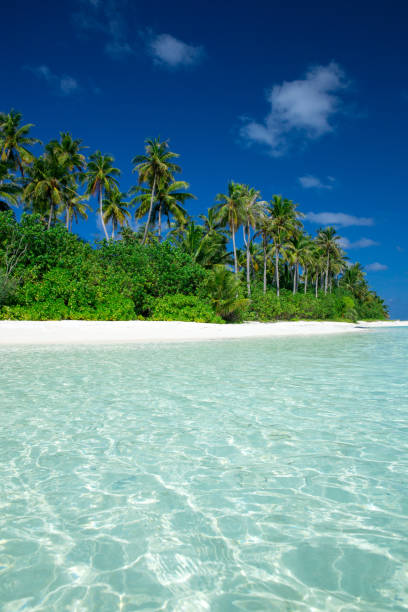 istock tropical Maldives island with white sandy beach and sea 961723998