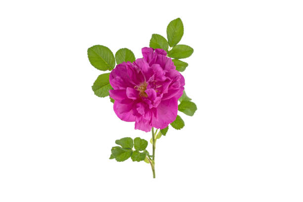 istock tea rose with green leaves on a white background 961725110