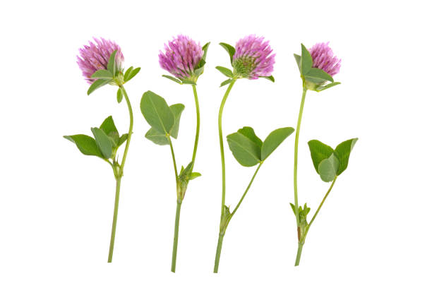 istock herb medicinal clover plant on white background 961725184