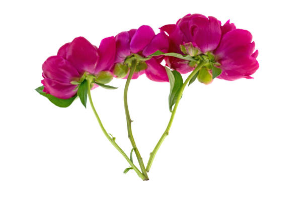 istock red peony flower on a white background 961725204