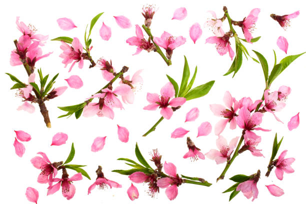 istock Cherry blossom, sakura flowers isolated on white background. Top view. Flat lay pattern 961725274