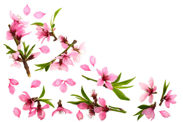 istock Cherry blossom, sakura flowers isolated on white background with copy space for your text. Top view. Flat lay pattern 961725292