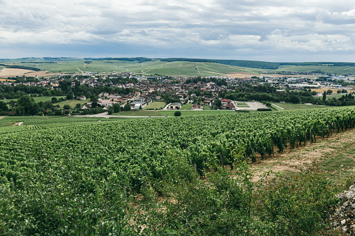 Field planted with grape bushes. Vineyards of France, winemaking background