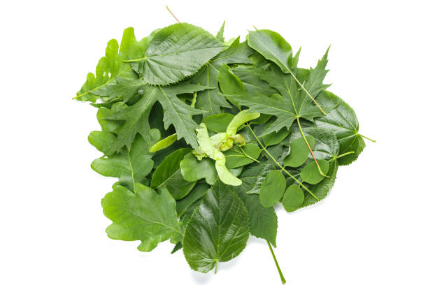 istock different leaves from the trees lie in a pile on a white background. isolated, place for text. 961736836