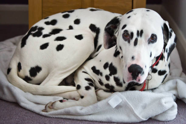 istock Adult Dalmatian dog lying down on a dressing gown 961737064