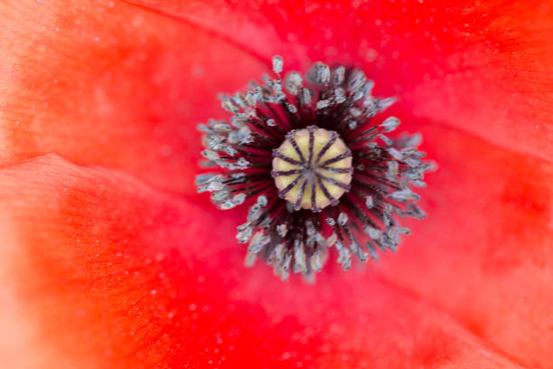 istock Macro close up inside of wild red poppy flower 961737146