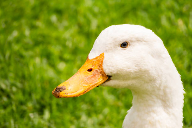 istock close up duck in nature 961737156