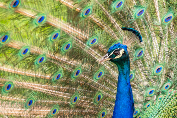 istock close up peacock in nature 961737552