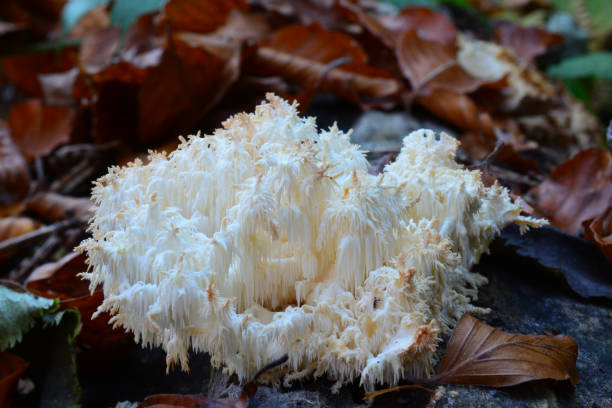 istock Hericium coralloides or Coral tooth mushroom 961738774
