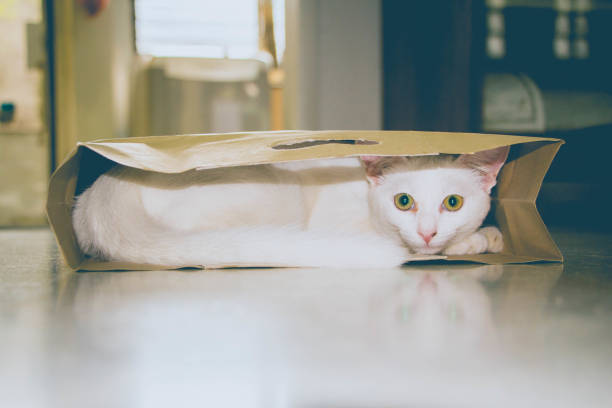 istock white cat hiding in paper shopping bag 961738830