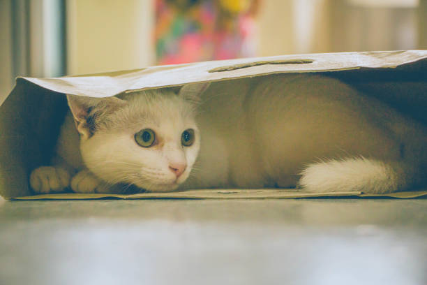 istock white cat hiding in paper shopping bag 961738954