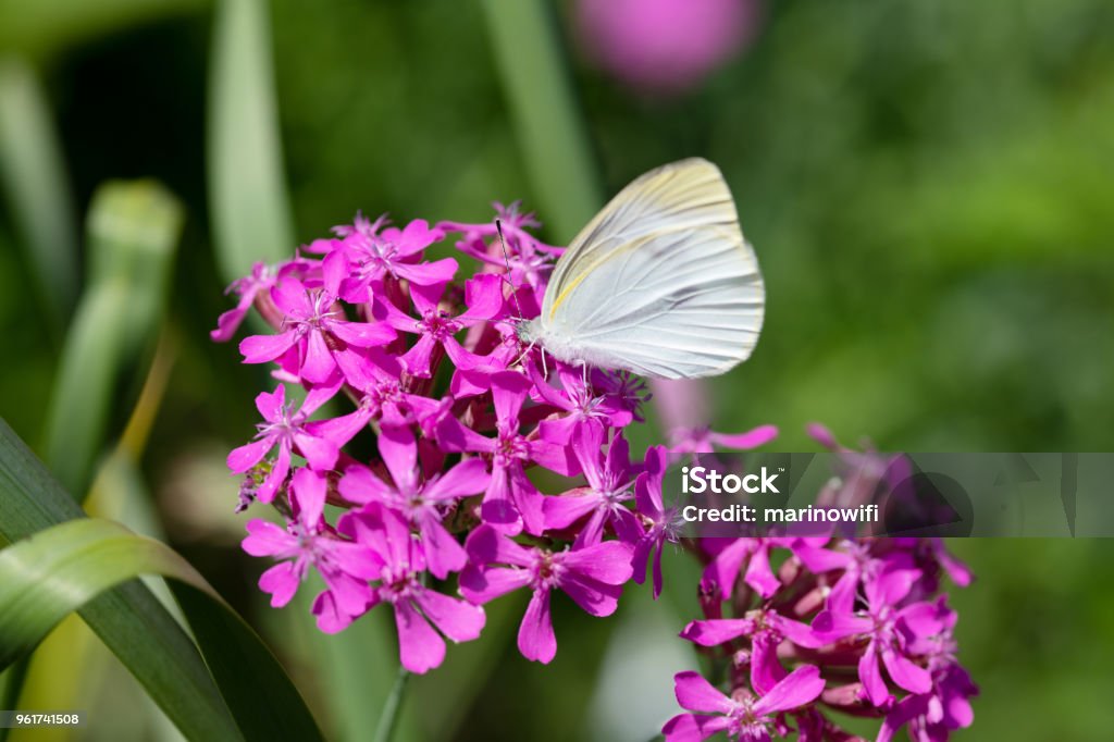 Primer Plano De Una Mariposa Blanca En Flor Rosa Foto de stock y más banco  de imágenes de Ala de animal - Ala de animal, Blanco - Color, Blanquita de  la col - iStock
