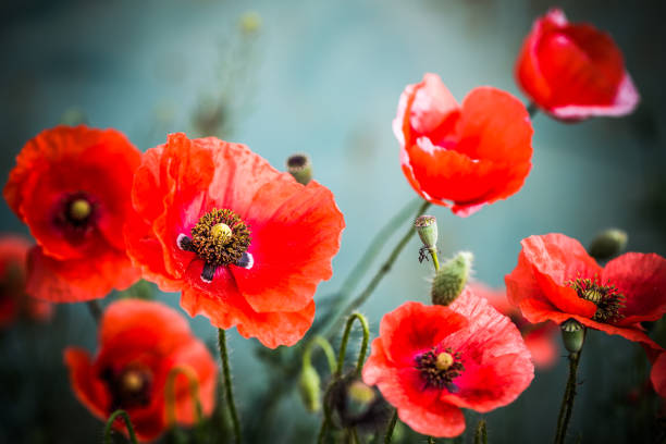 Remembrance day