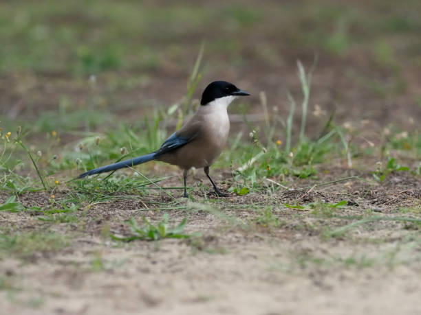 istock Azure-winged magpie, Cyanopica cyana 961745902