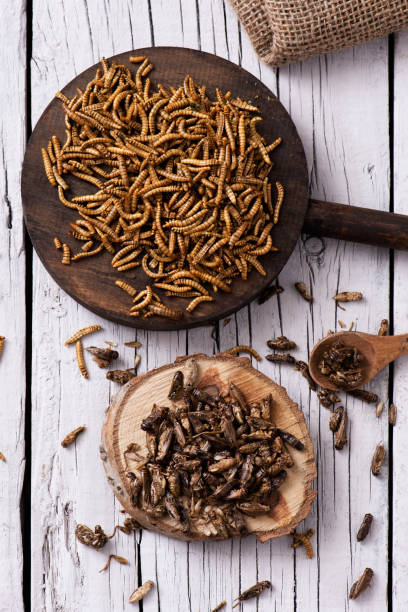 edible fried worms and crickets high angle shot of a pile of fried worms seasoned with garlic and herbs, and a pile of fried crickets seasoned with onion and barbecue sauce, in wooden trays, on a rustic white wooden table earthworm photos stock pictures, royalty-free photos & images