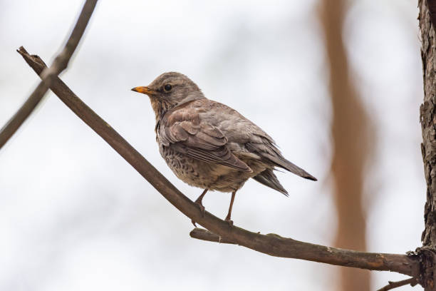 istock Fieldfare on a branch of a pine 961746432