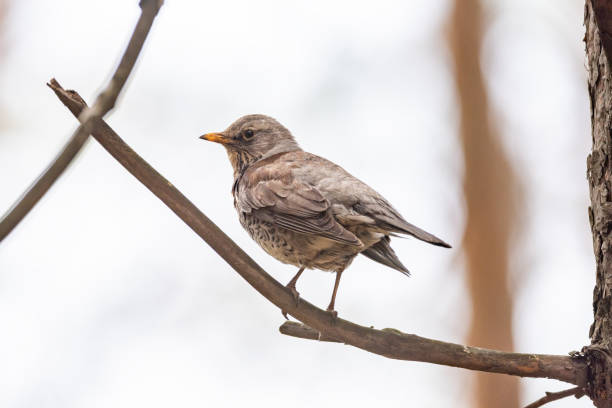 istock Fieldfare on a branch of a pine 961746568