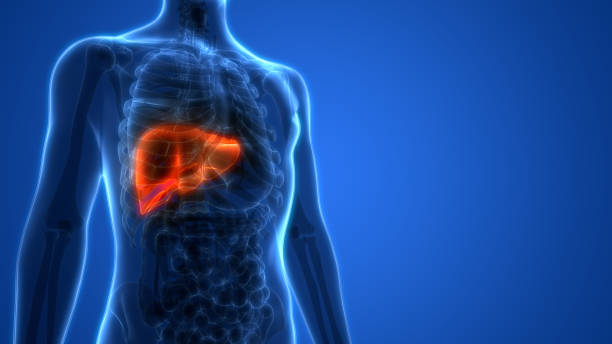 anatomia del fegato umano - liver foto e immagini stock