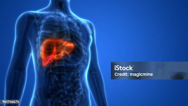 Human Liver Anatomy Stock Photo - Download Image Now - Liver - Organ, Illness, Hepatitis