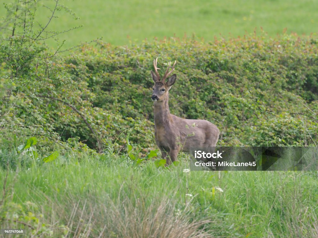 Reh, capreolus capreolus - Lizenzfrei Reh Stock-Foto