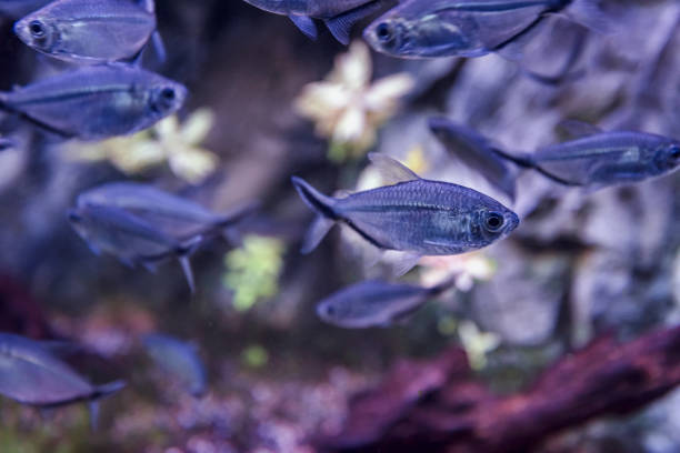 Image of tropical fish tank aquarium, black phantom tetra