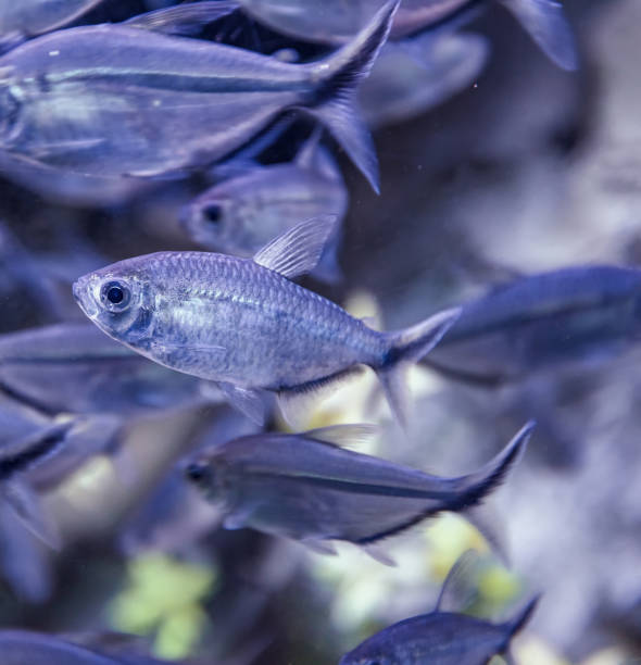 istock Image of tropical fish tank aquarium, black phantom tetra 961748092